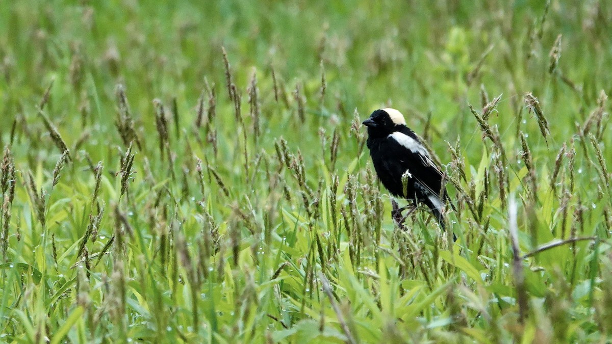 Bobolink - Tom Shepard