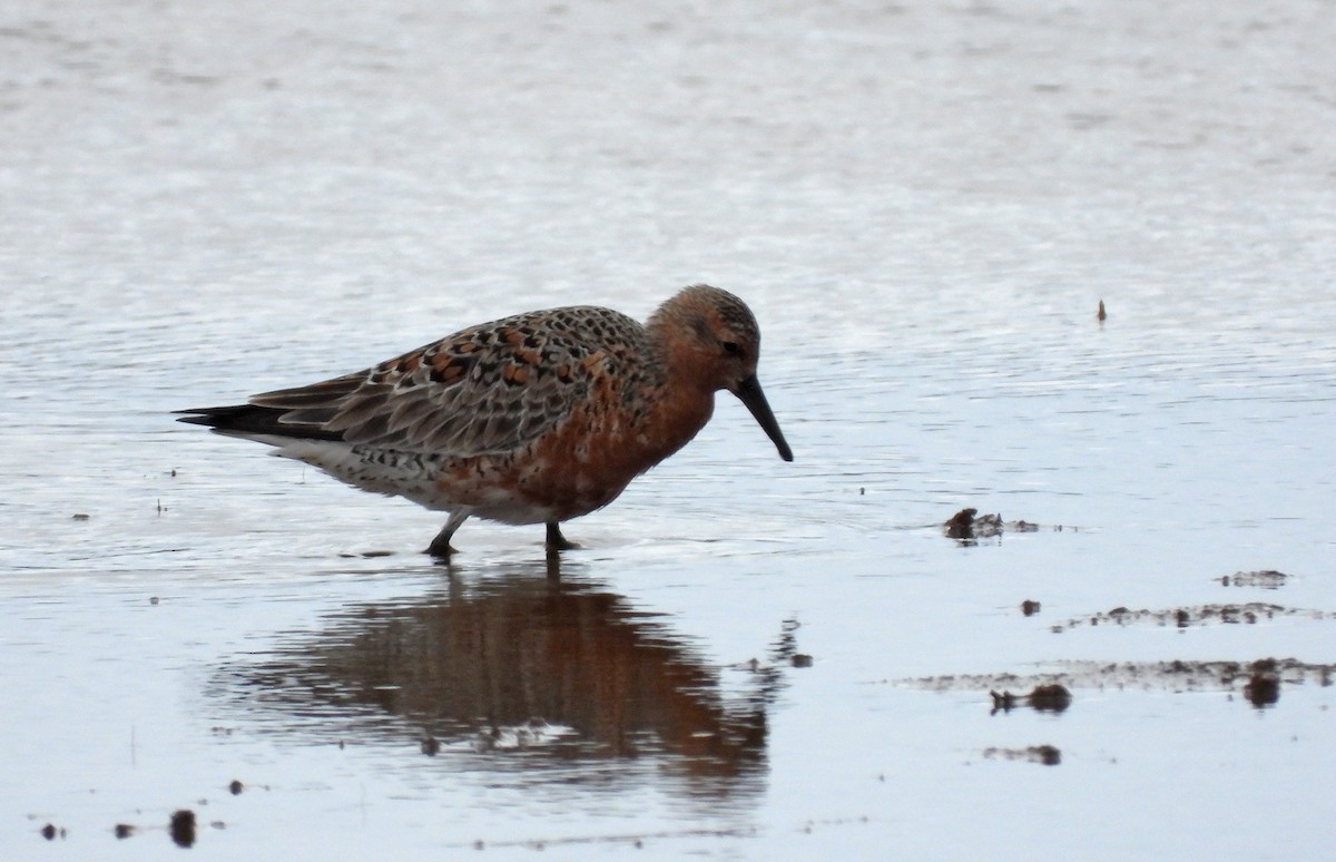 Red Knot - Martín  Rey Pellitero