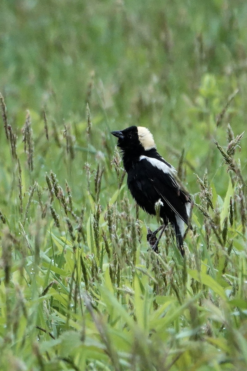 Bobolink - Tom Shepard