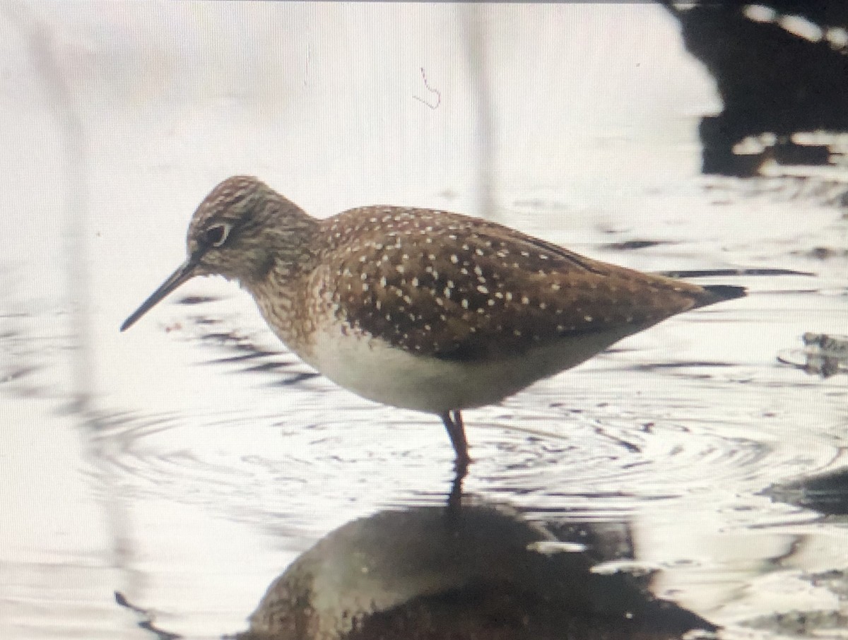 Solitary Sandpiper - Jules S