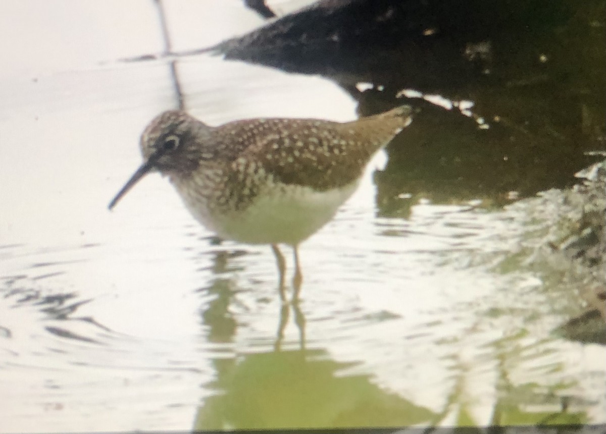 Solitary Sandpiper - Jules S