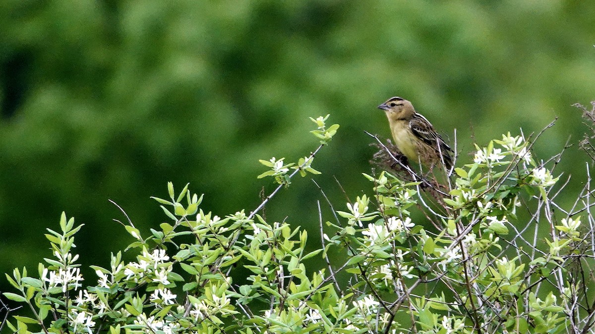 Bobolink - Tom Shepard