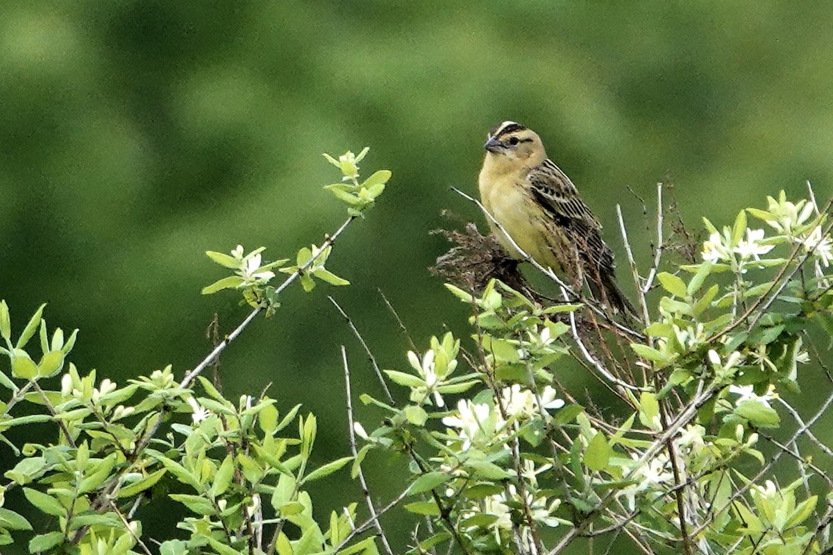 bobolink americký - ML619532280