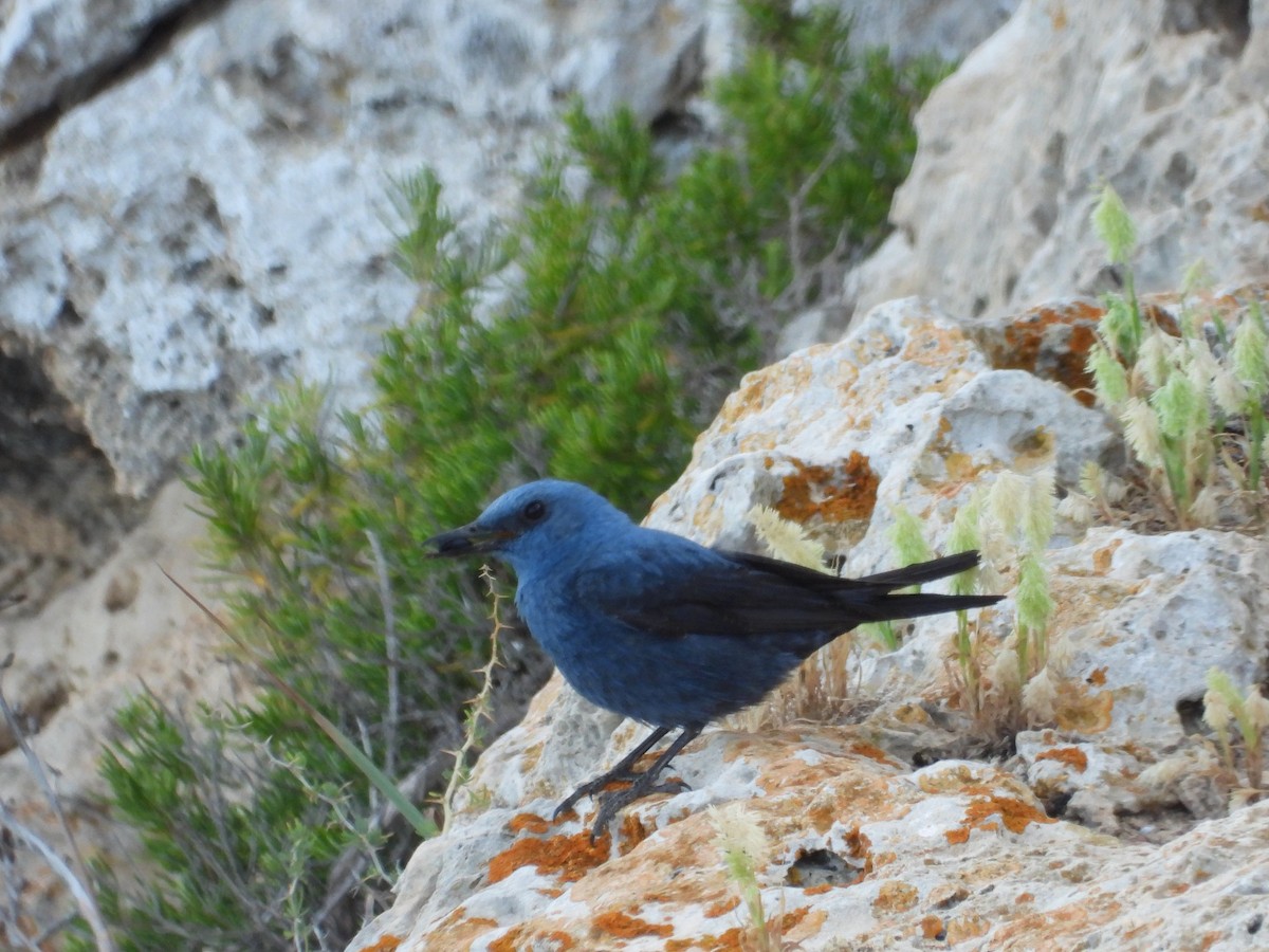 Blue Rock-Thrush - Pablo García