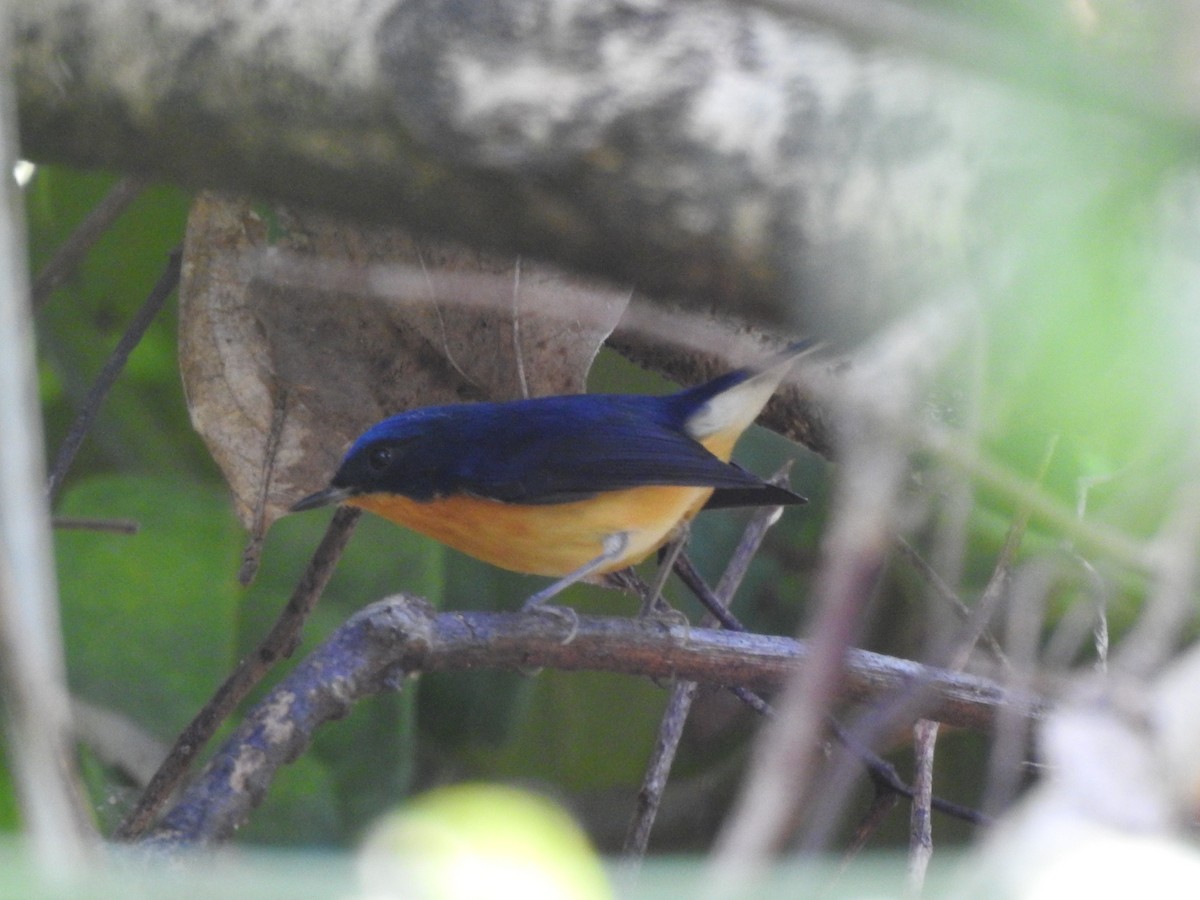 Pygmy Flycatcher - ML619532286