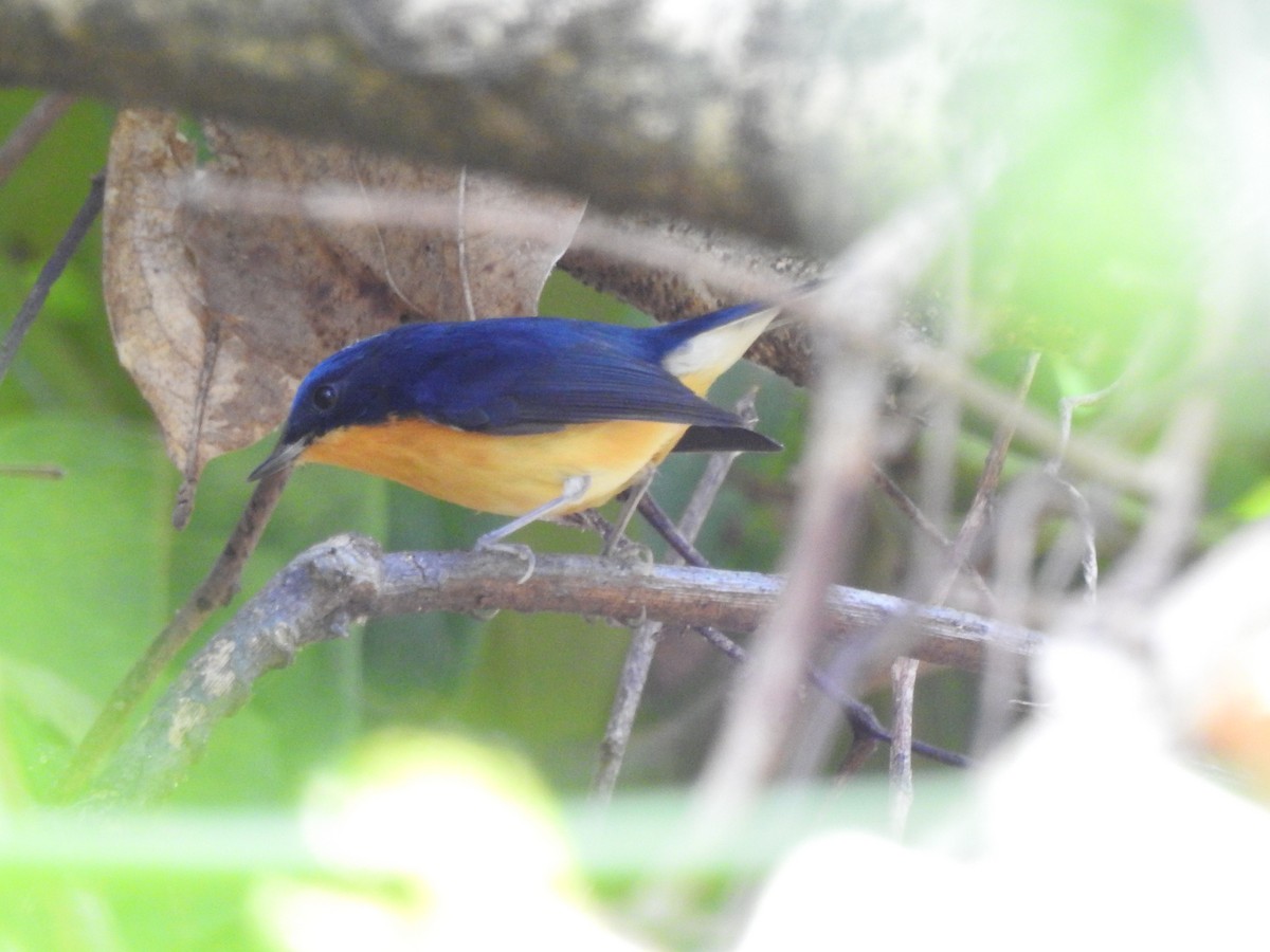 Pygmy Flycatcher - ML619532289