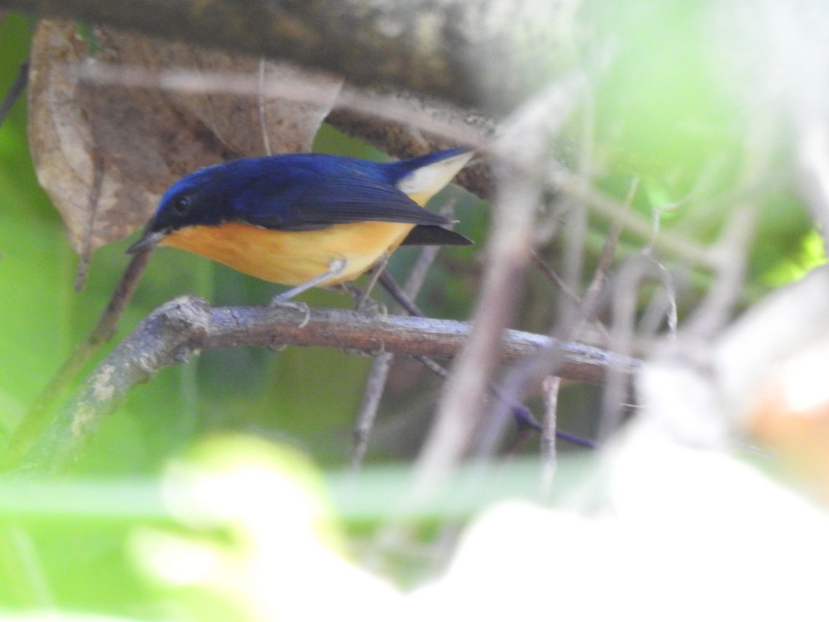 Pygmy Flycatcher - ML619532290