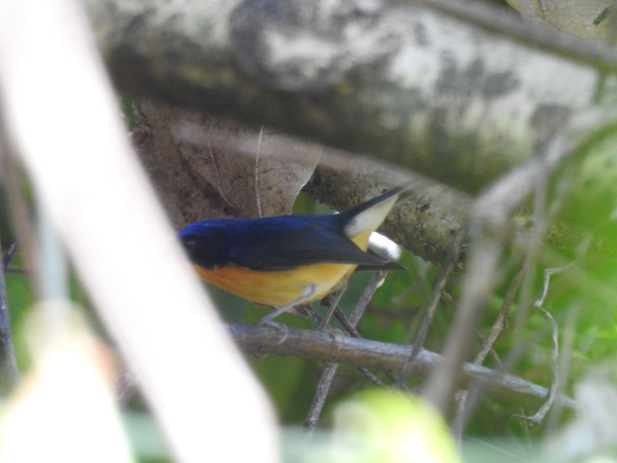 Pygmy Flycatcher - ML619532291