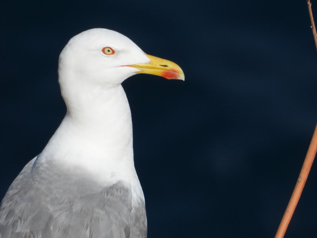 Gaviota Patiamarilla - ML619532302