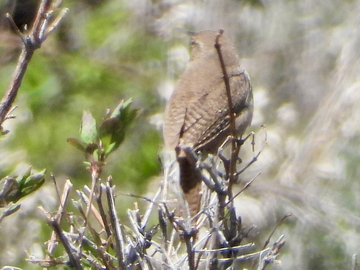 House Wren - Katie Conlin