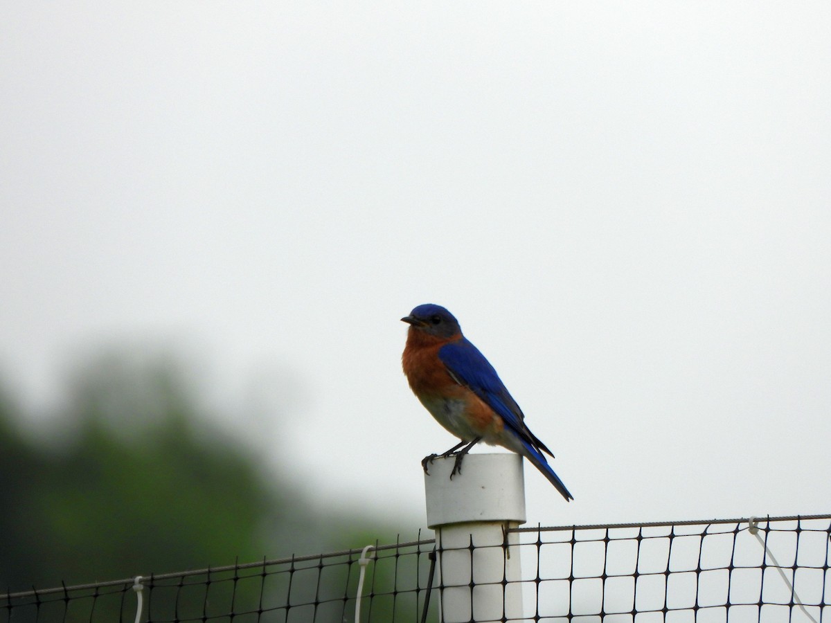 Eastern Bluebird - ML619532306
