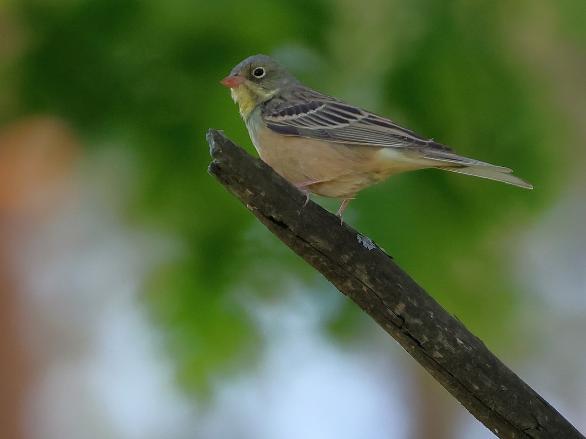 Ortolan Bunting - ML619532321