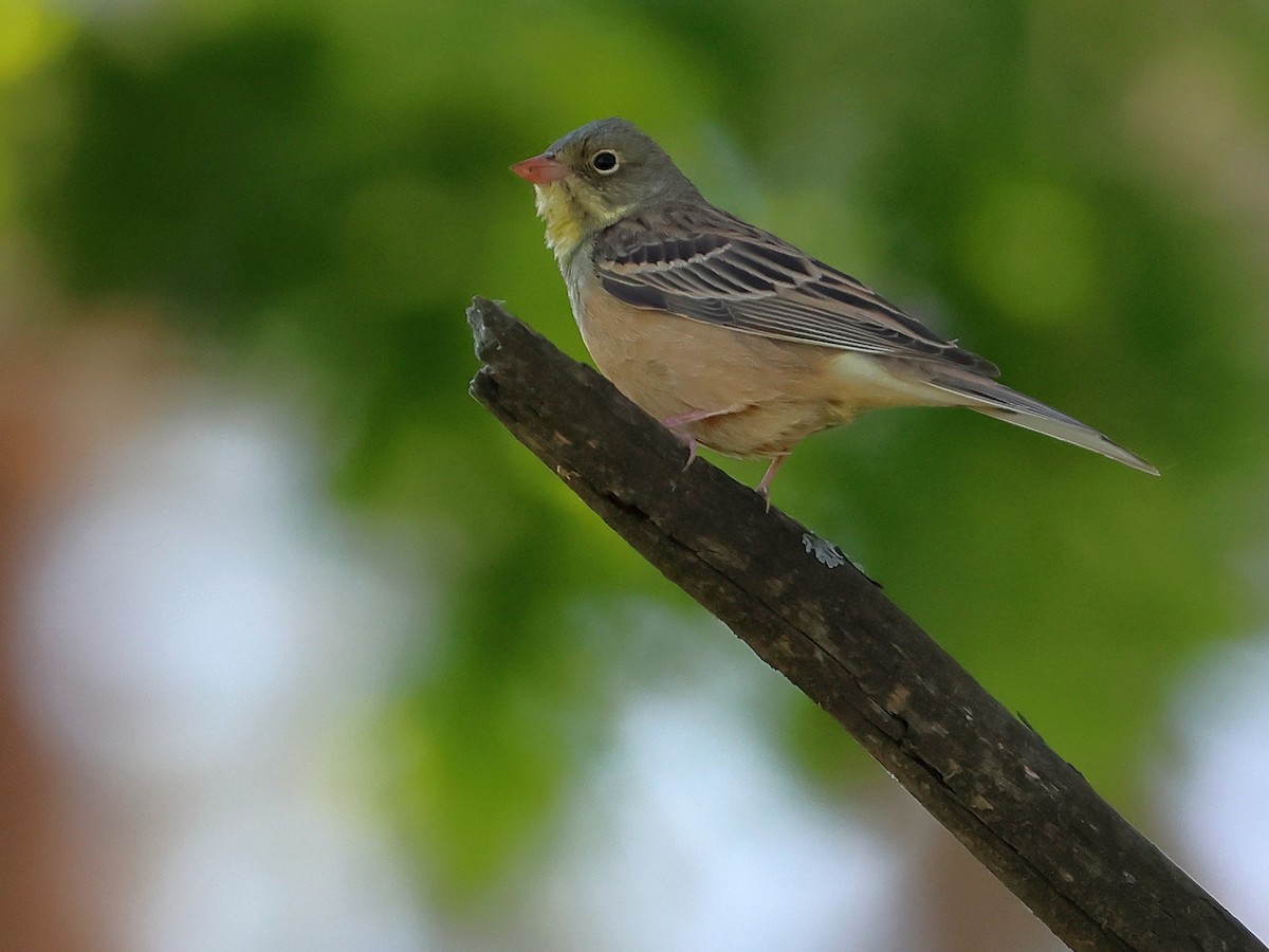 Ortolan Bunting - ML619532322