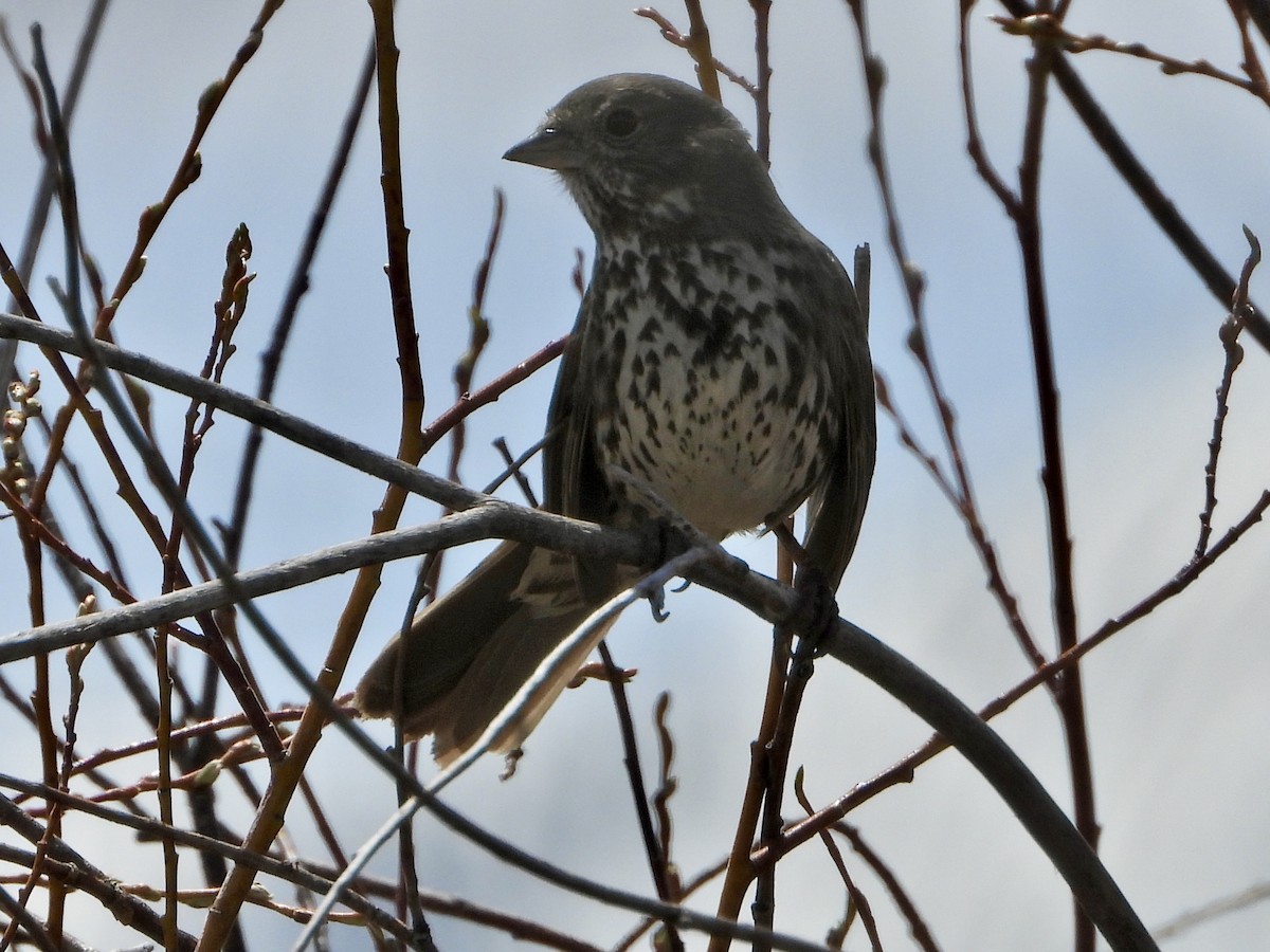 Fox Sparrow - ML619532323