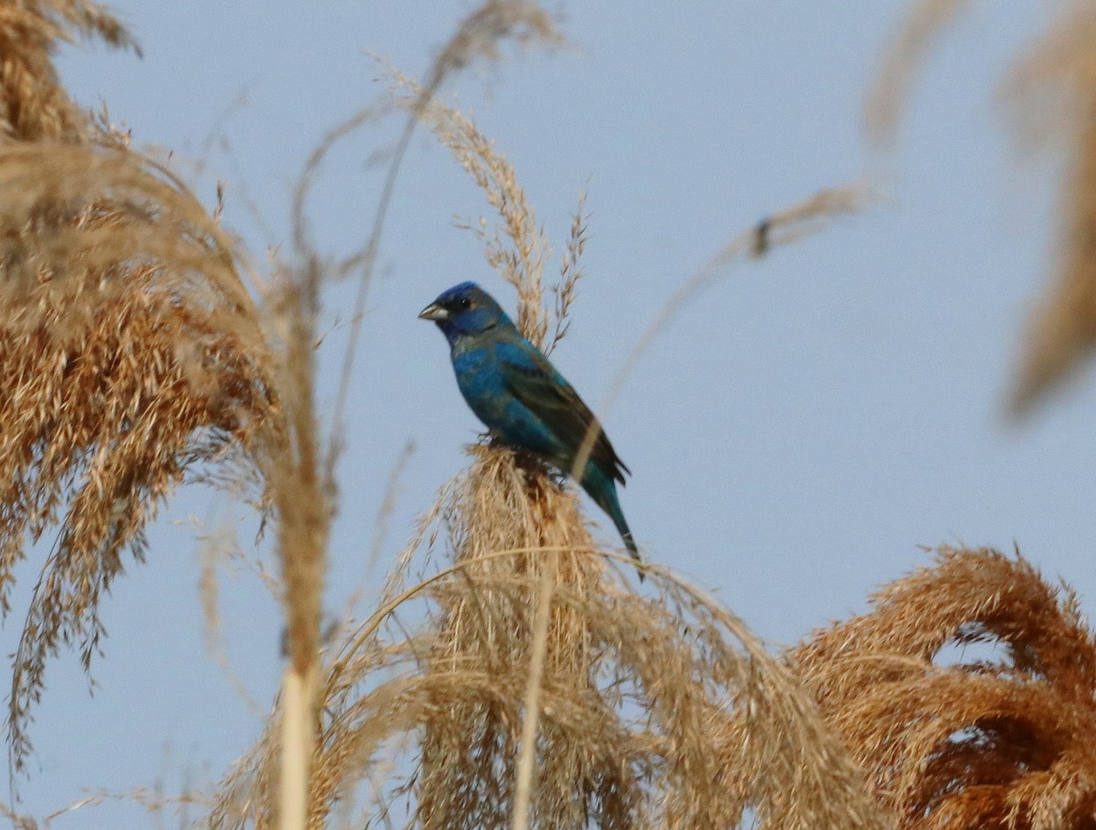 Indigo Bunting - Mike Mencotti