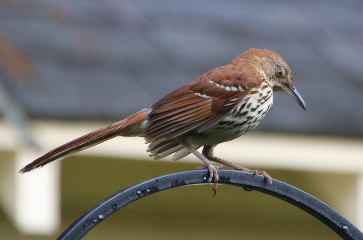 Brown Thrasher - Betty Thomas