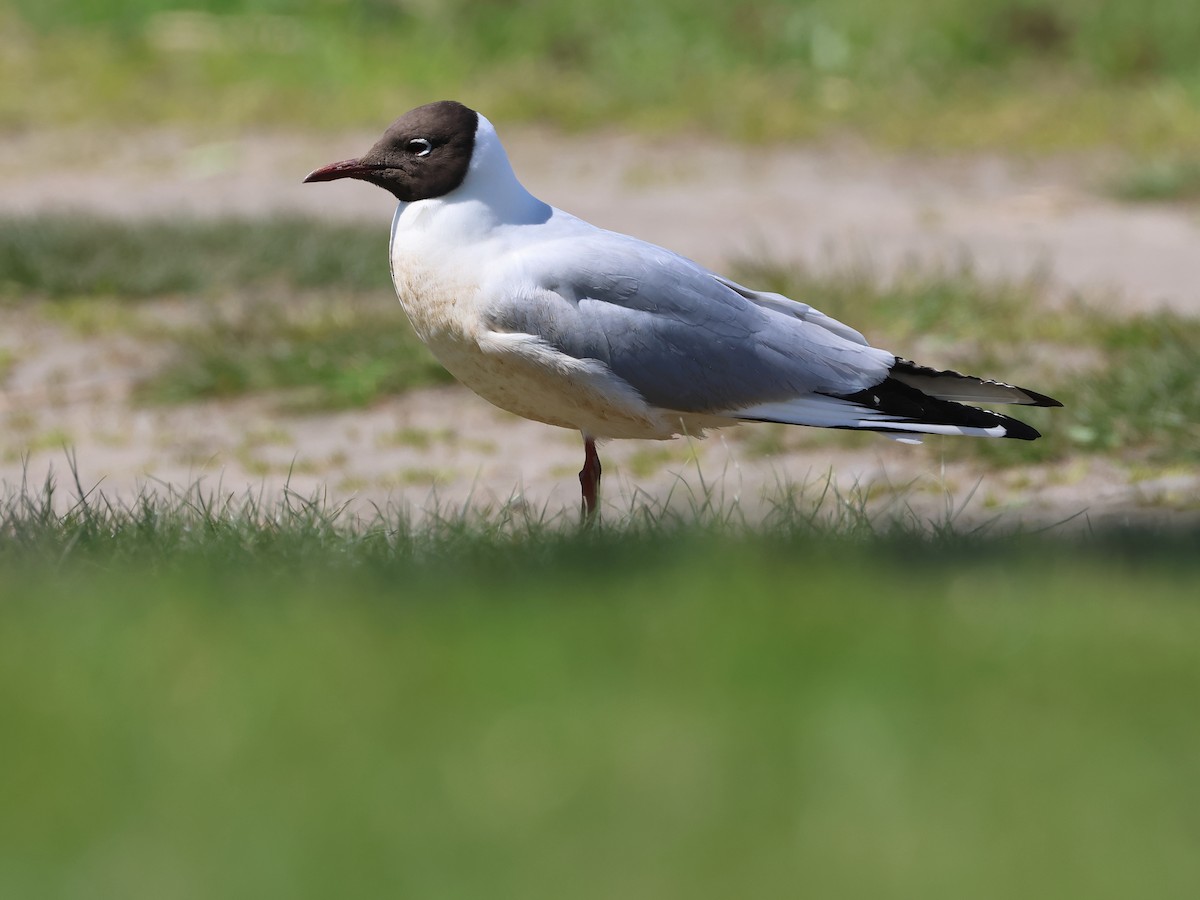 Black-headed Gull - Attila Steiner