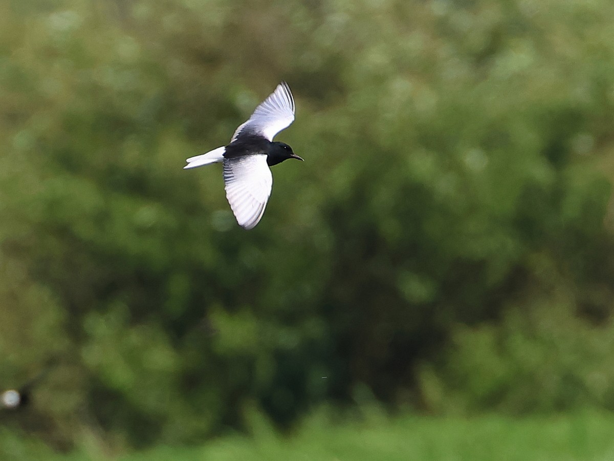 White-winged Tern - Attila Steiner