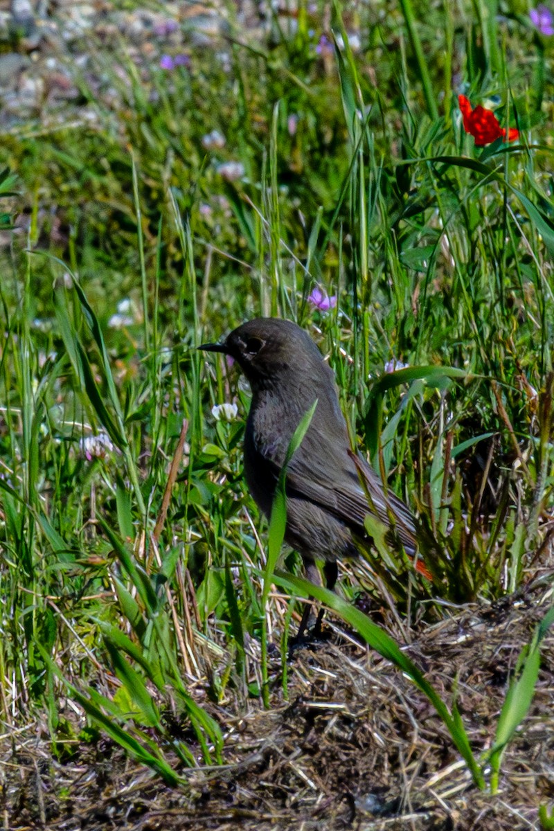 Black Redstart - Shrikant Vichare