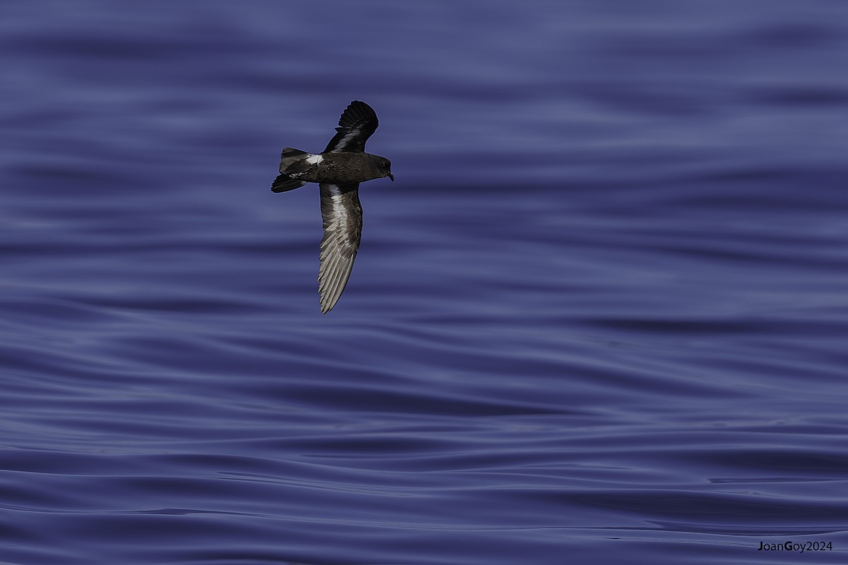 European Storm-Petrel - Joan Goy