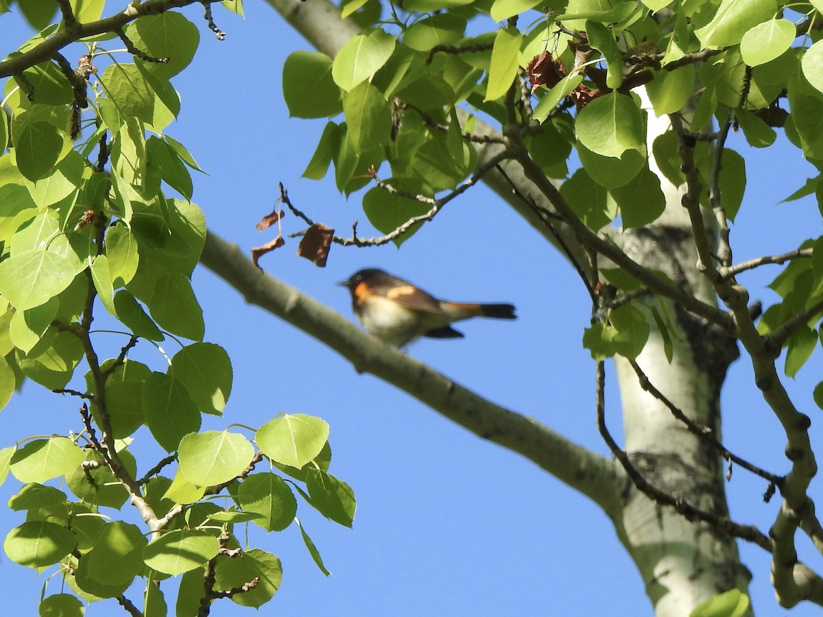 American Redstart - Dan Stoker