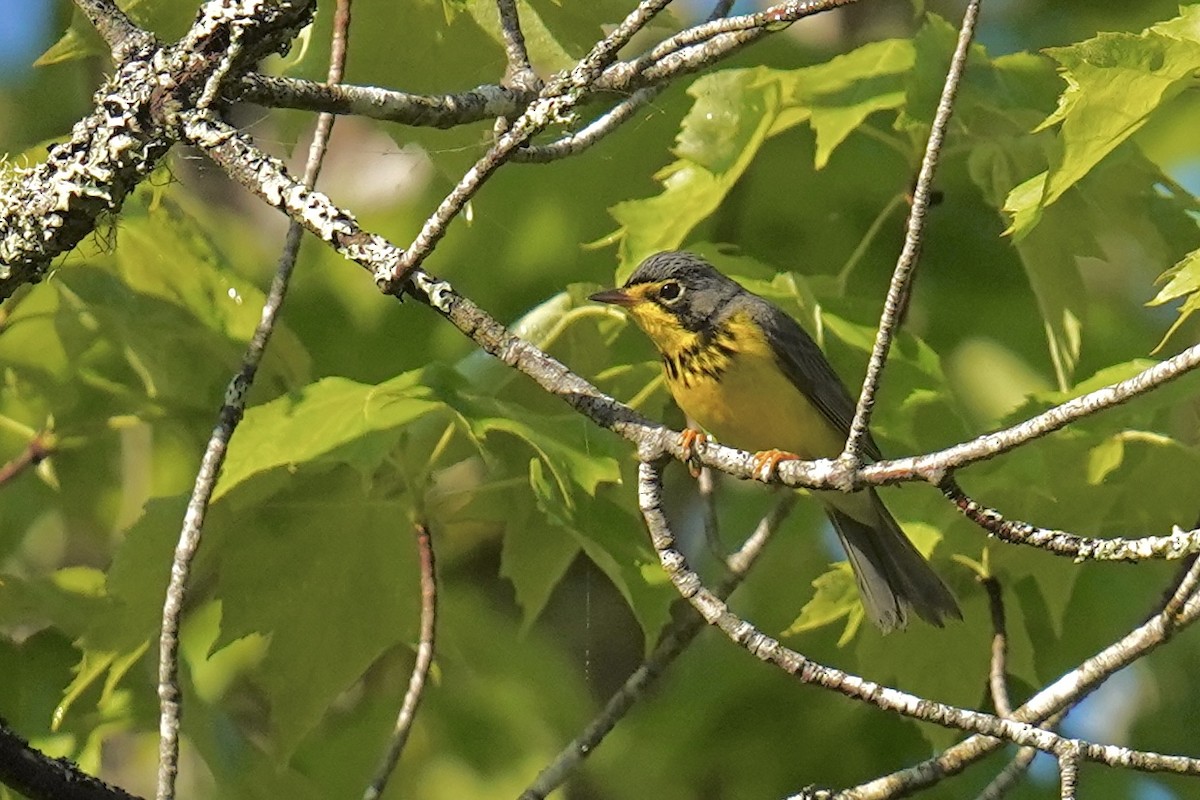 Canada Warbler - Bob Plohr