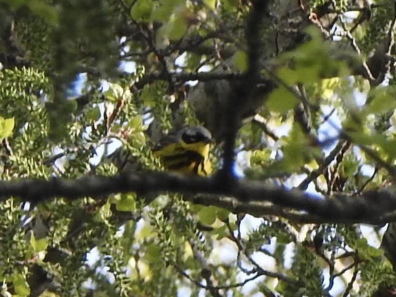 Magnolia Warbler - Dan Stoker