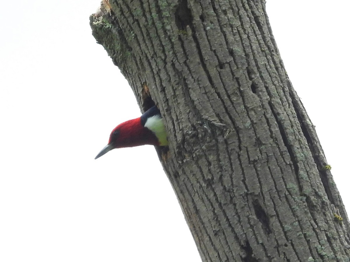 Red-headed Woodpecker - Bill Blauvelt