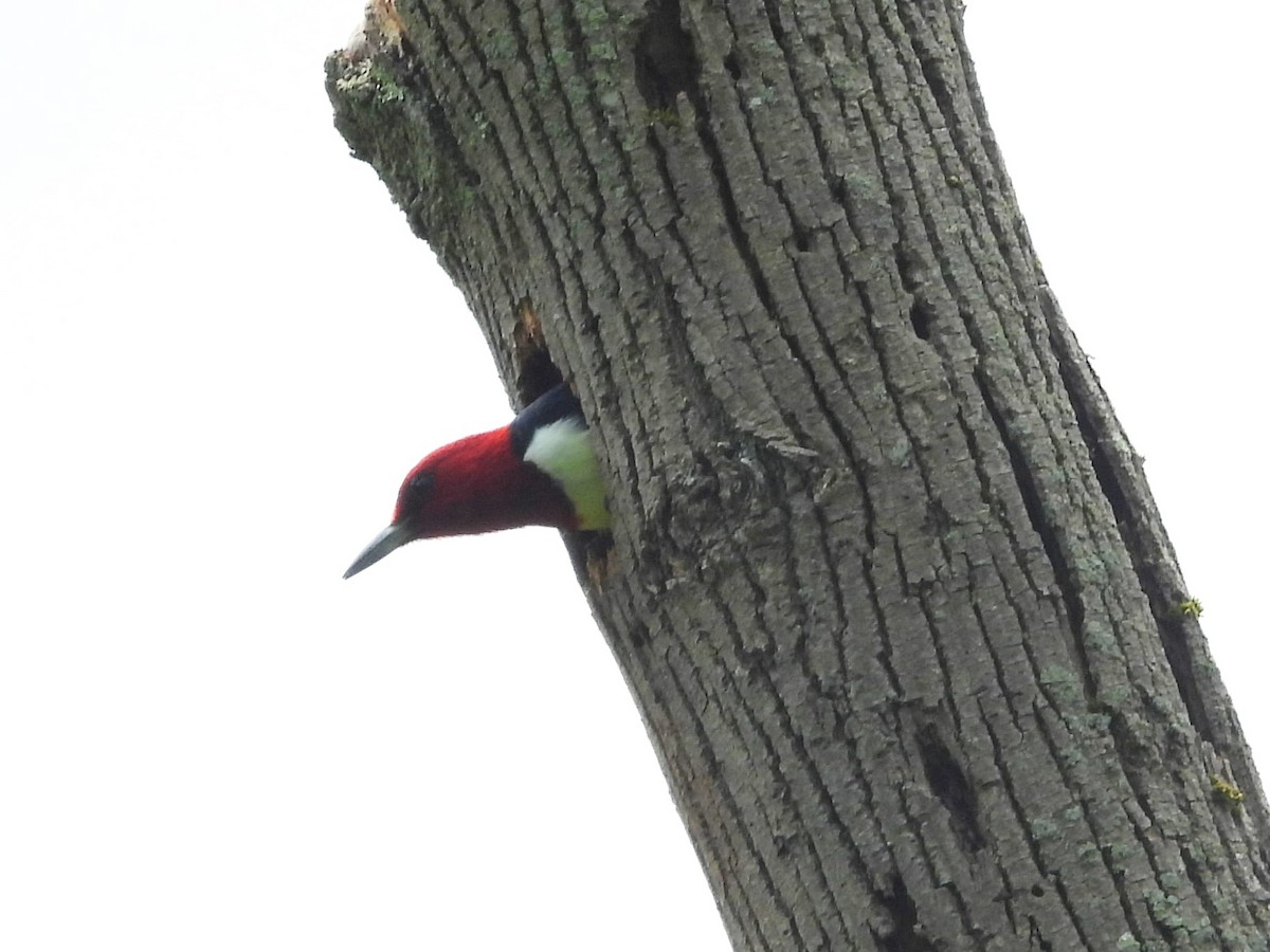 Pic à tête rouge - ML619532350