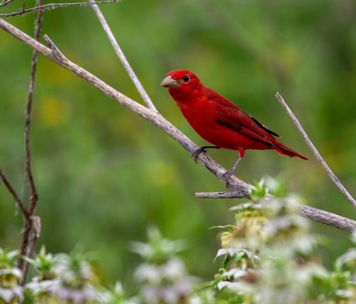 Summer Tanager - William Price