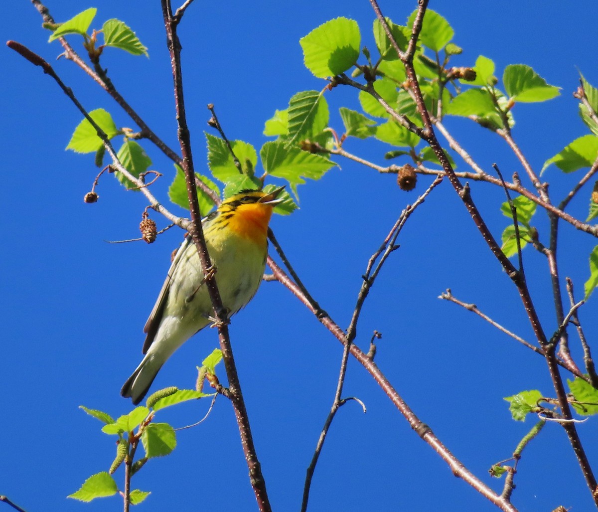 Blackburnian Warbler - Chantal Labbé