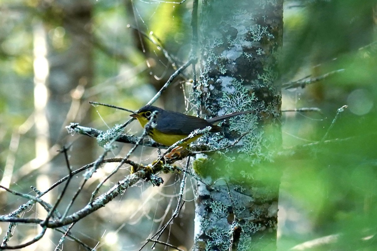 Canada Warbler - ML619532357