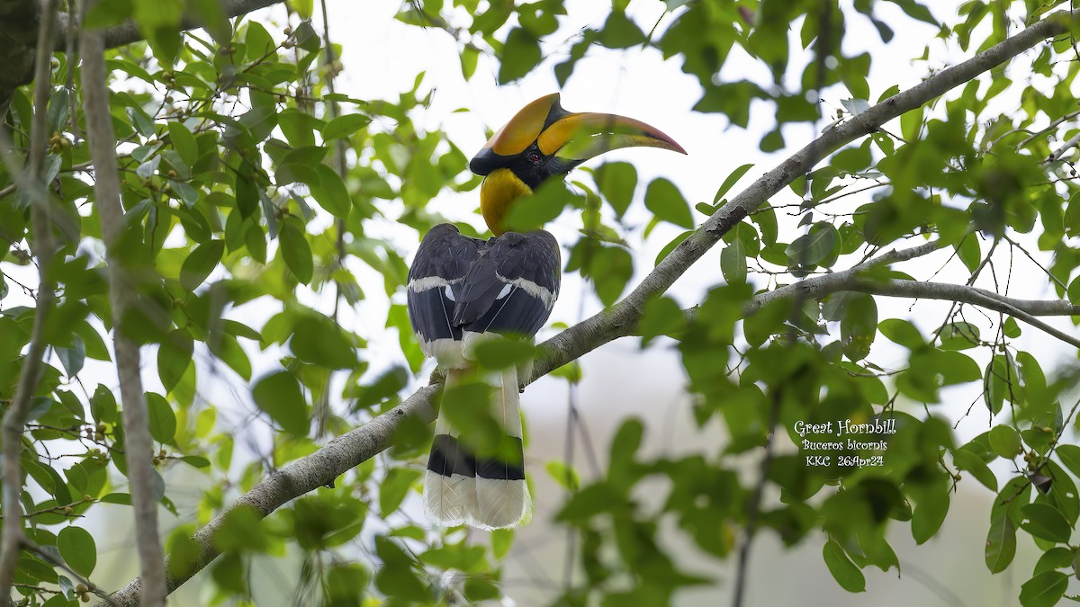 Great Hornbill - Kenneth Cheong