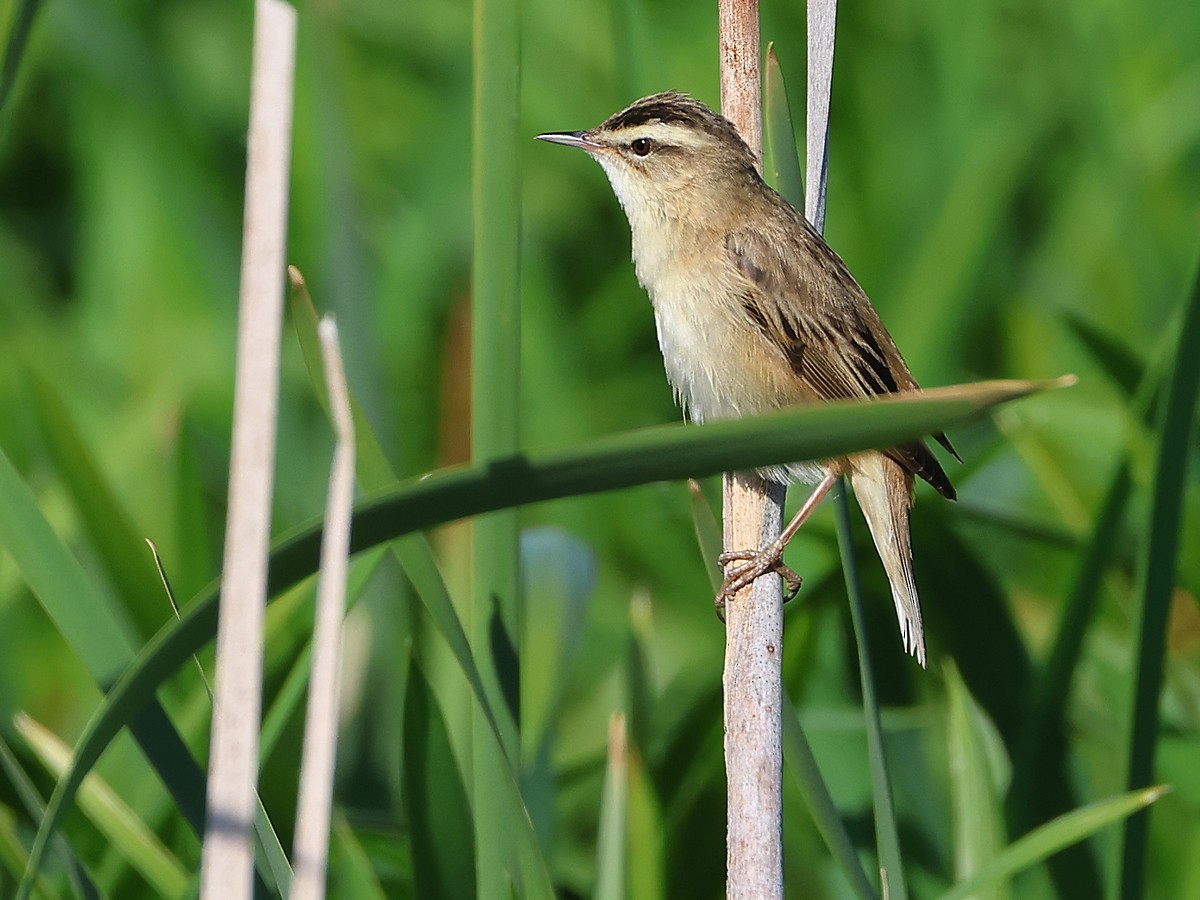 Sedge Warbler - Attila Steiner