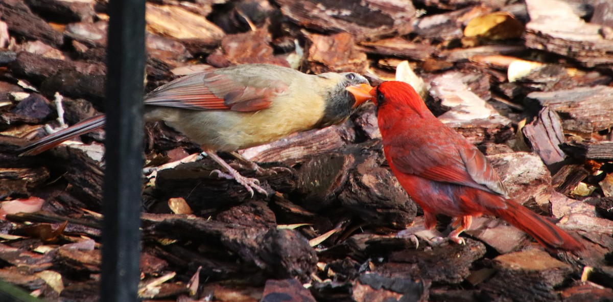 Northern Cardinal - Betty Thomas