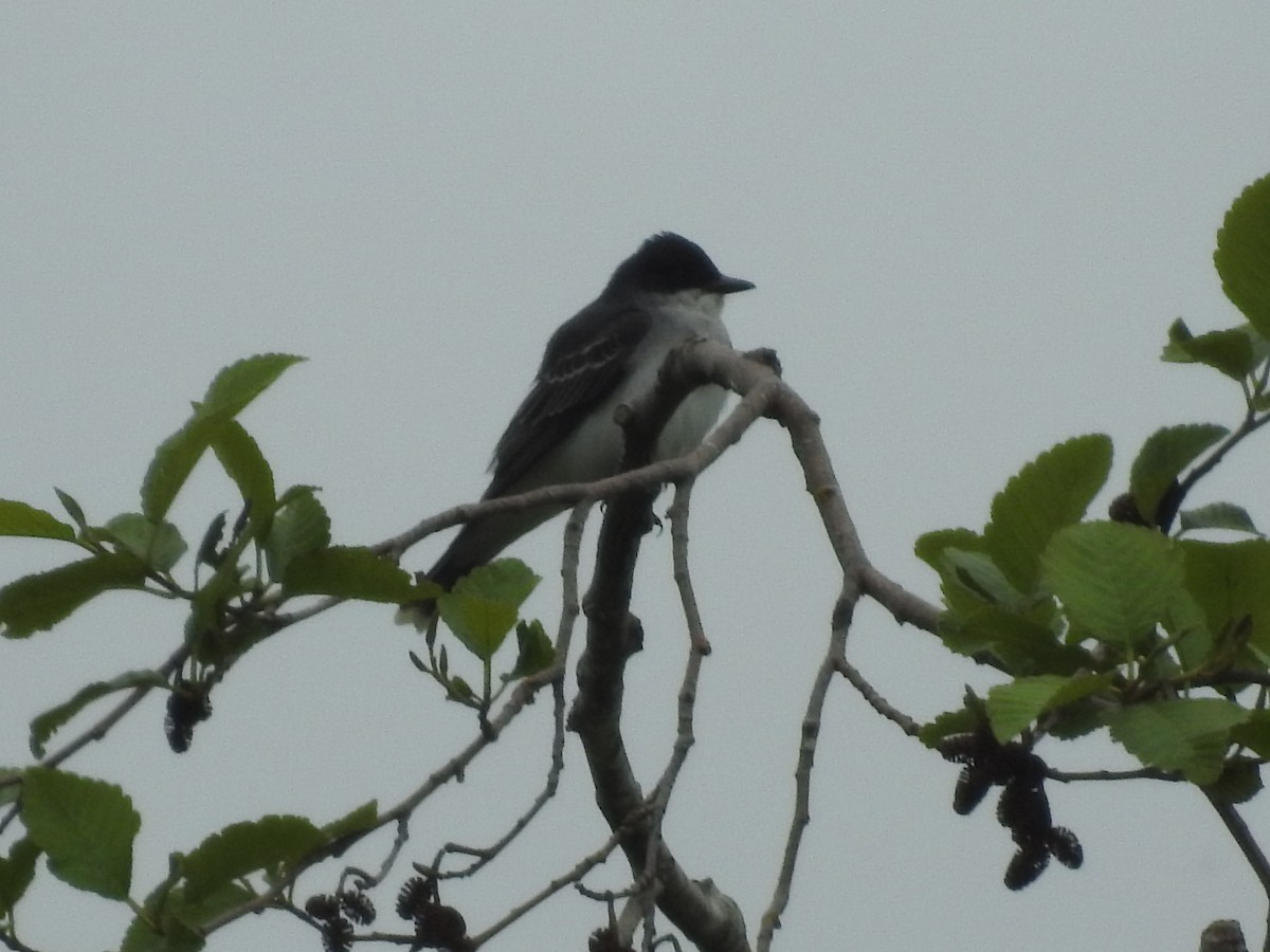 Eastern Kingbird - Peter Erickson