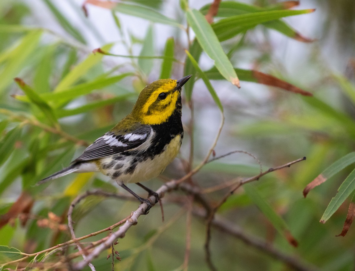 Black-throated Green Warbler - William Price