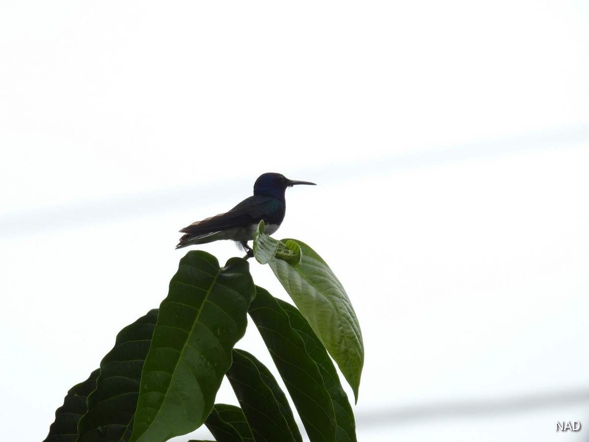 White-necked Jacobin - Nelva de Daly