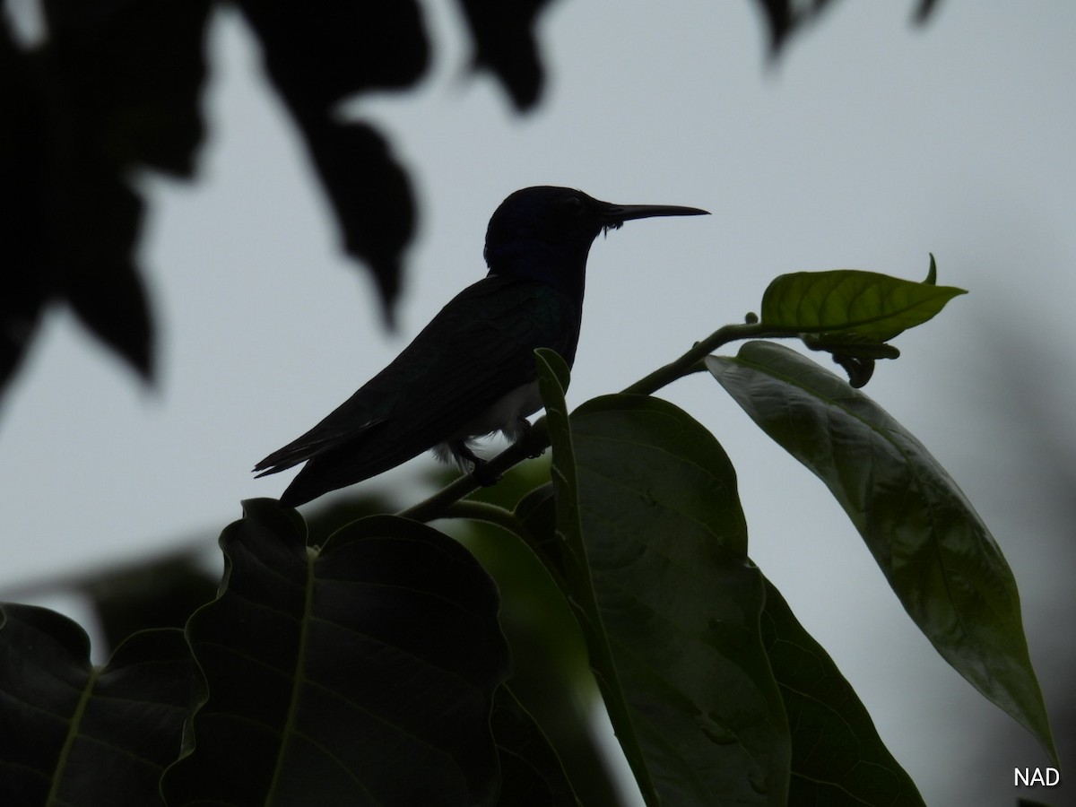 White-necked Jacobin - Nelva de Daly