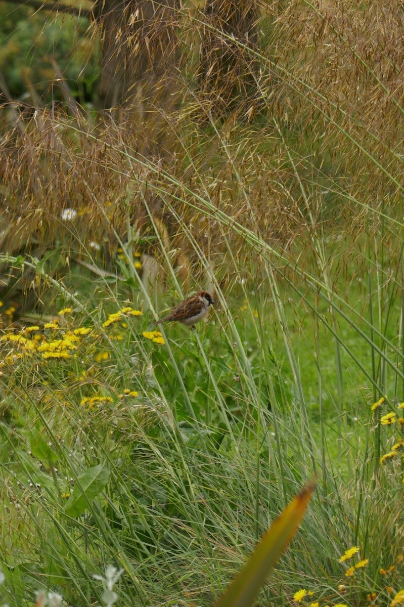 House Sparrow - Elliott Norton-Bower