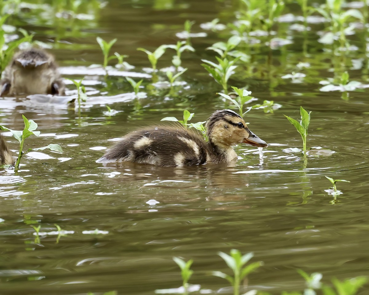 Mallard - Debbie Kosater