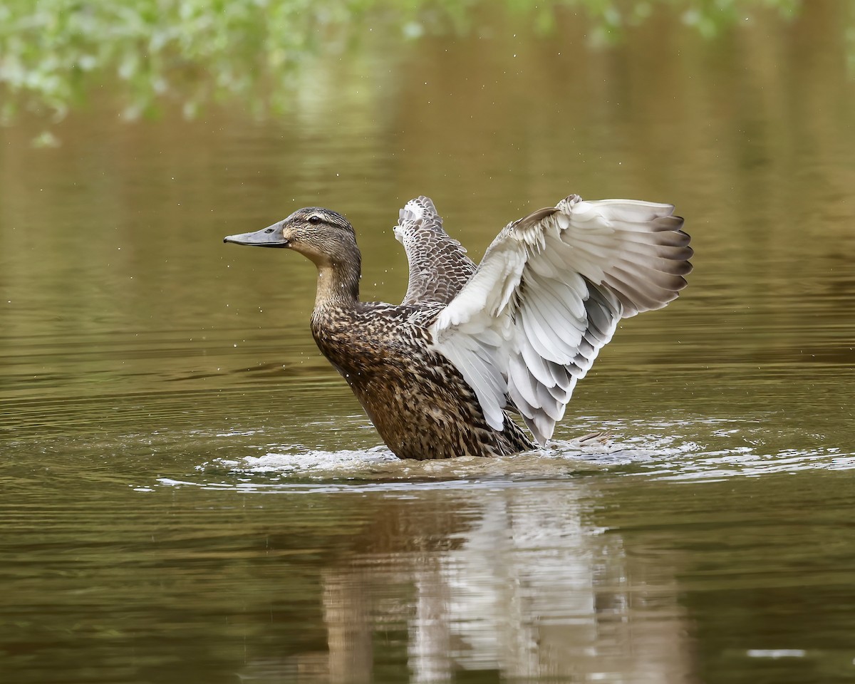 Mallard - Debbie Kosater