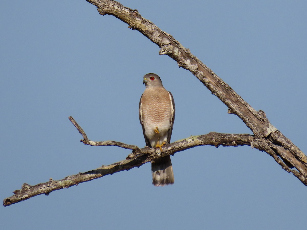 Shikra - Bosco Chan