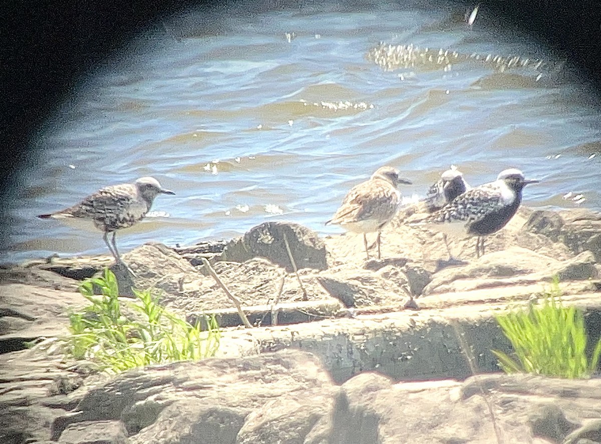 Black-bellied Plover - Peter Schoenberger