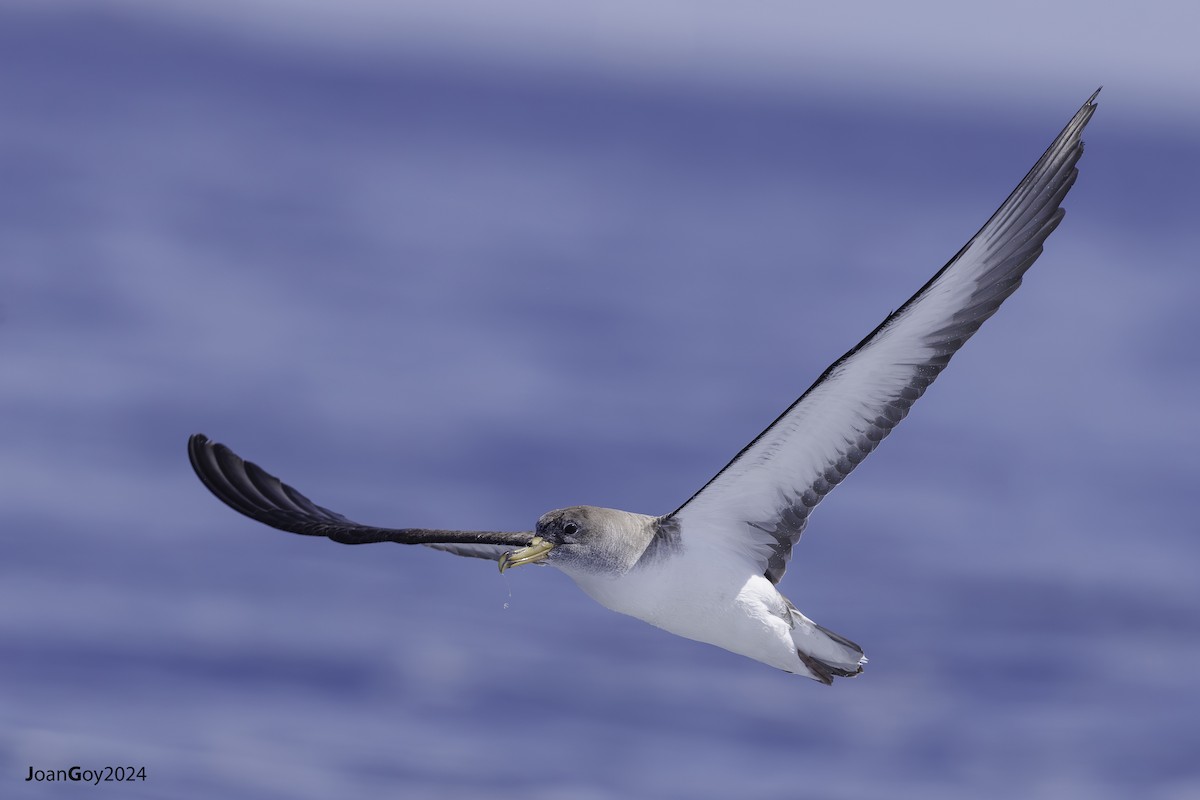 Cory's Shearwater - Joan Goy