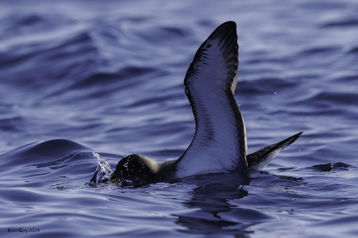 Cory's Shearwater - Joan Goy