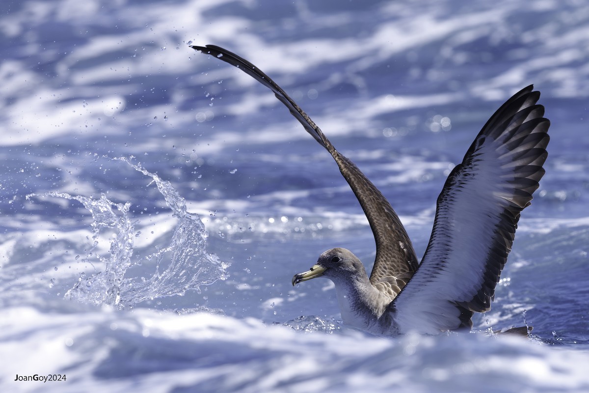 Cory's Shearwater - Joan Goy