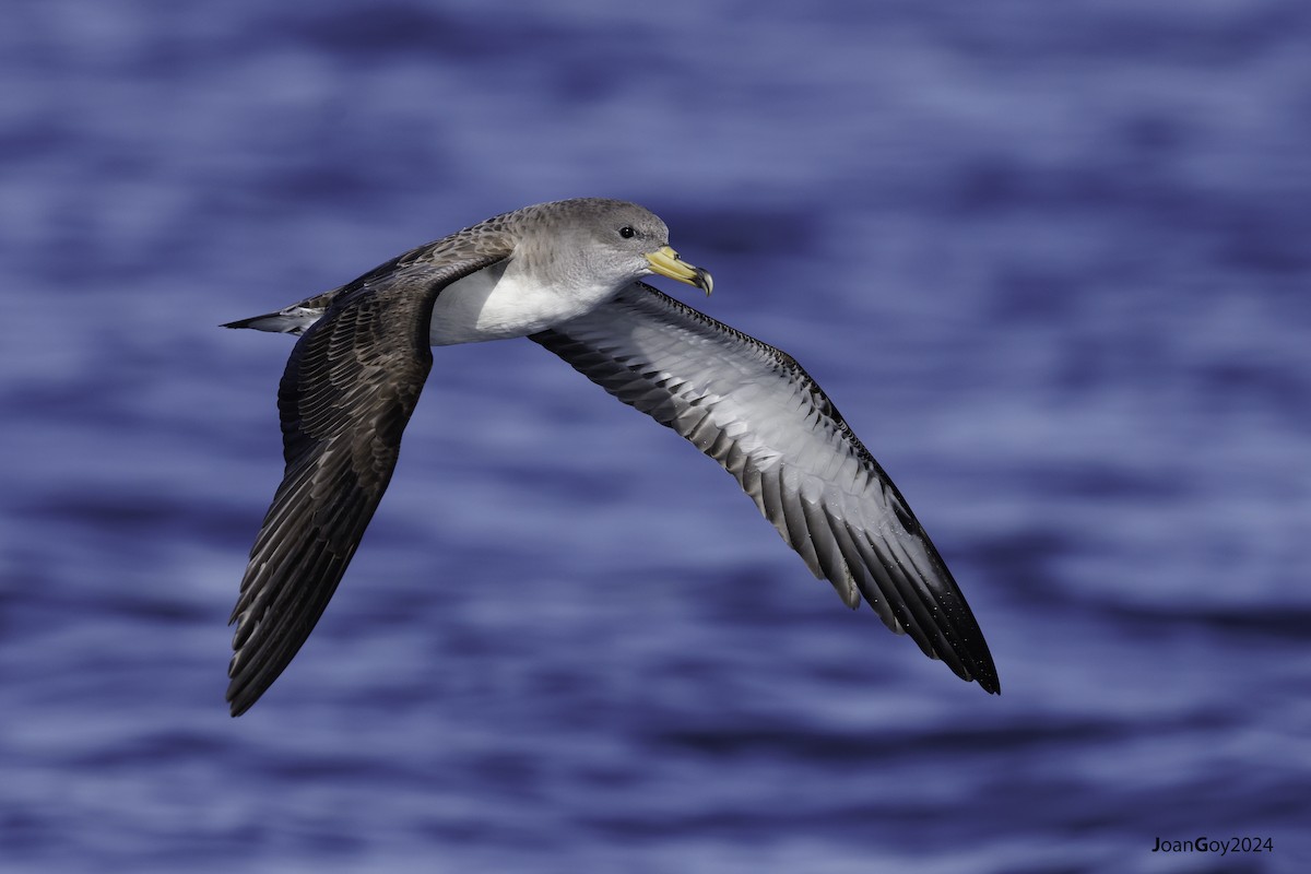 Cory's Shearwater - Joan Goy