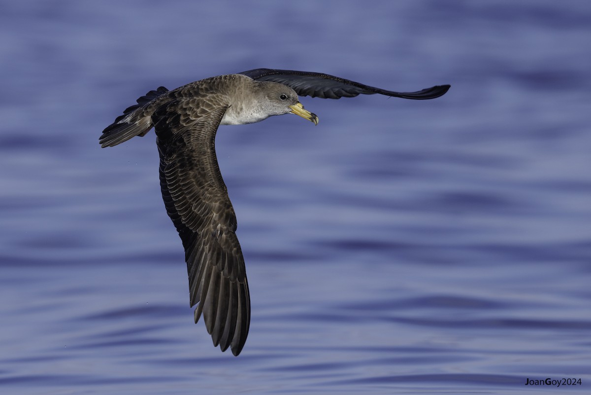 Cory's Shearwater - Joan Goy