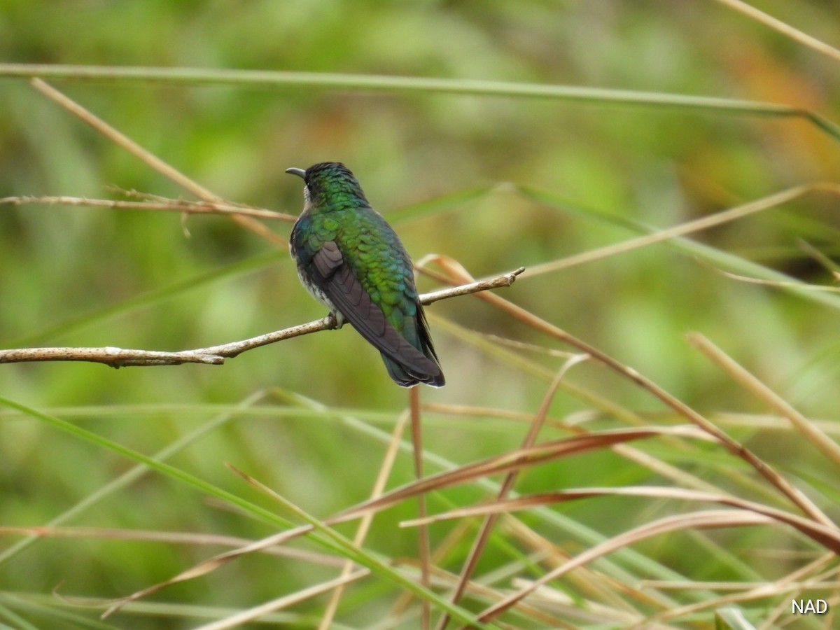 White-vented Plumeleteer - Nelva de Daly